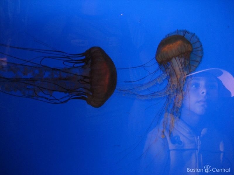 Boston New England Aquarium Jellies | Jay Sao